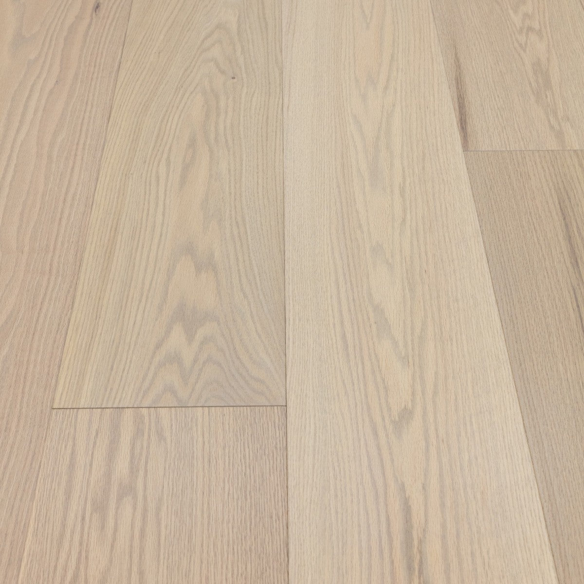 Sand Oak