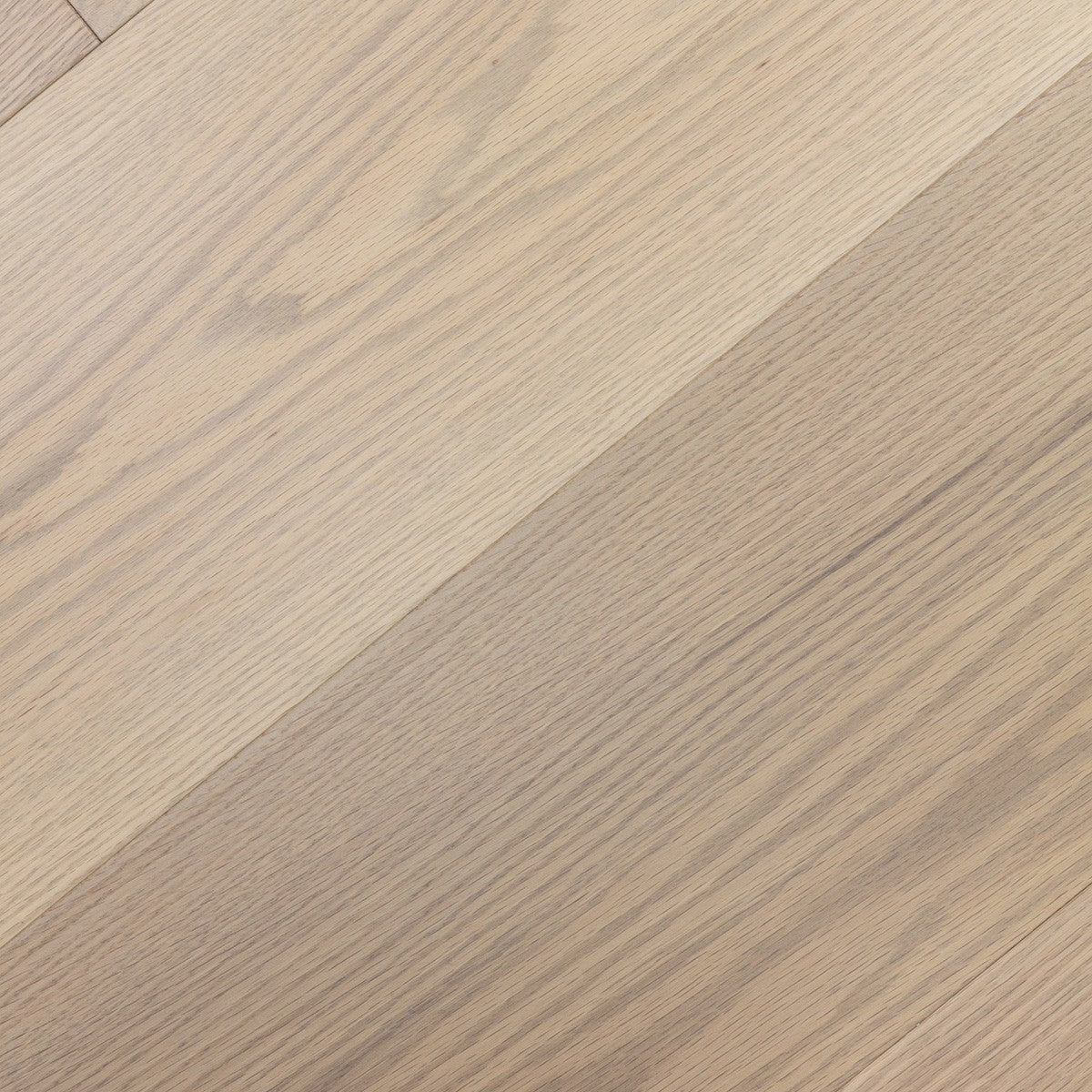 Sand Oak