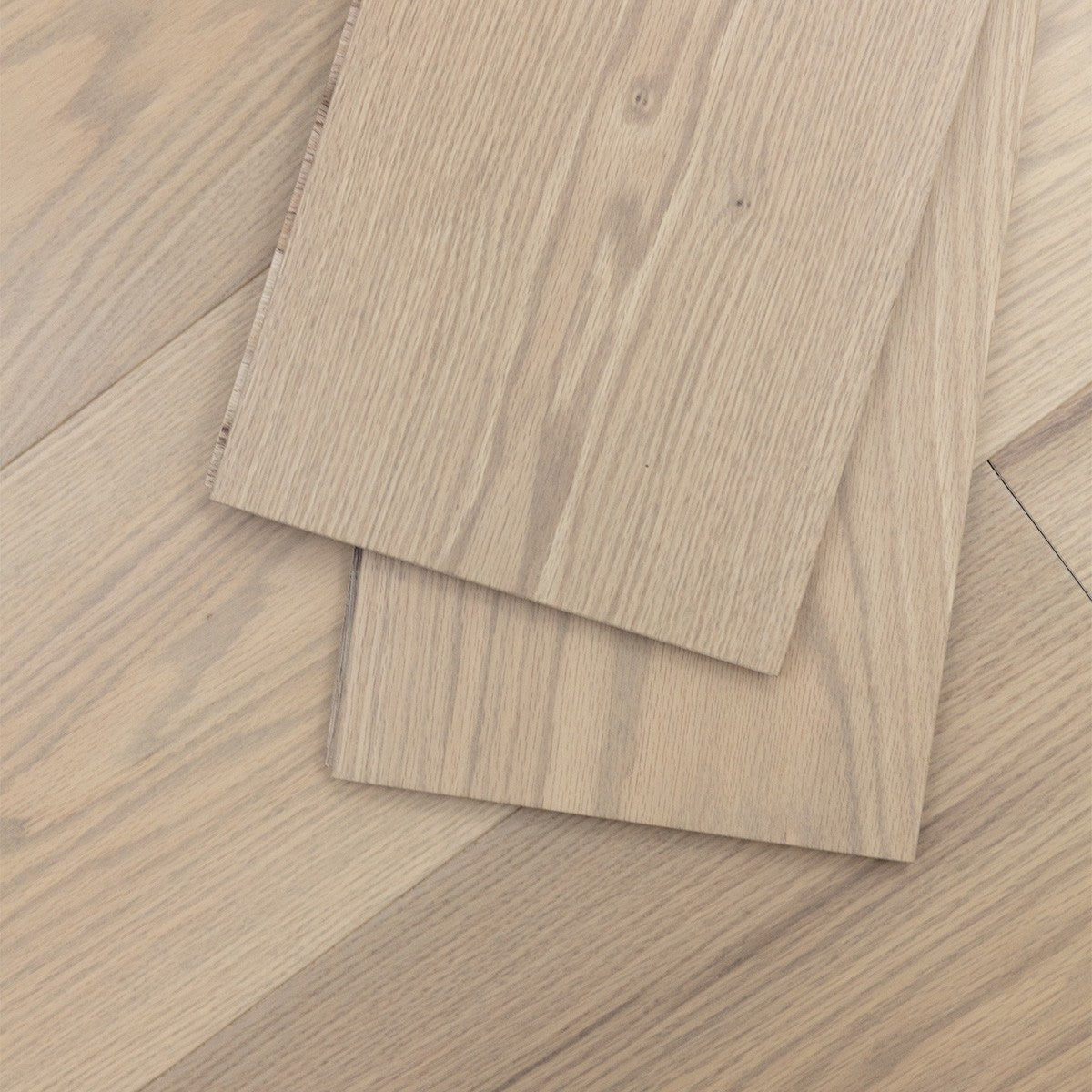 Sand Oak