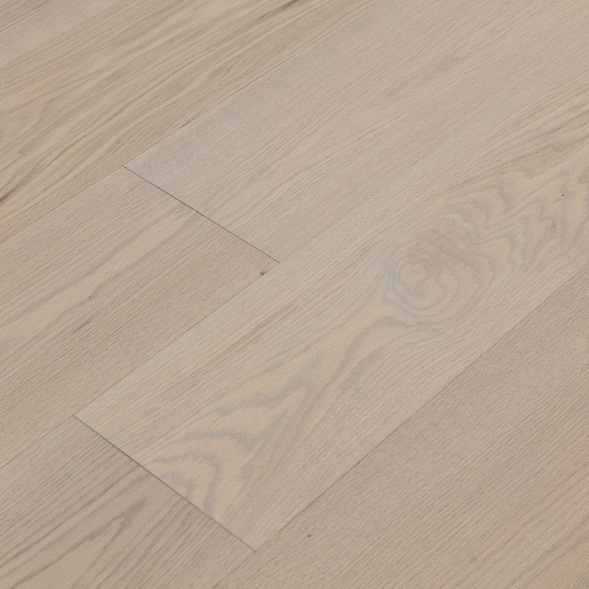 Silk Oak