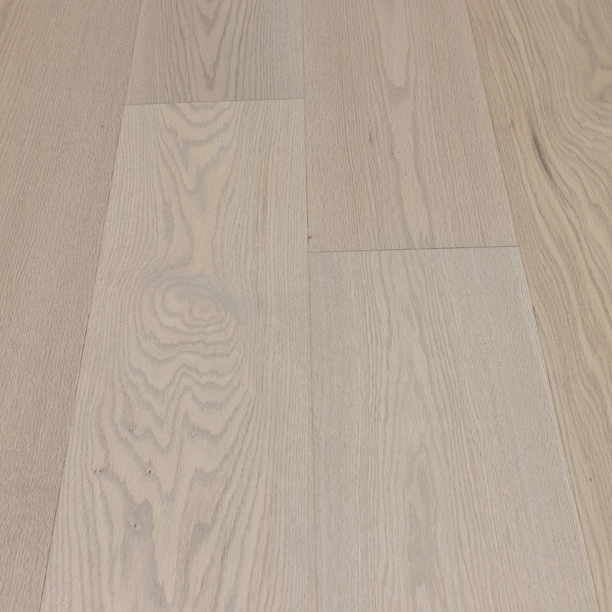 Silk Oak