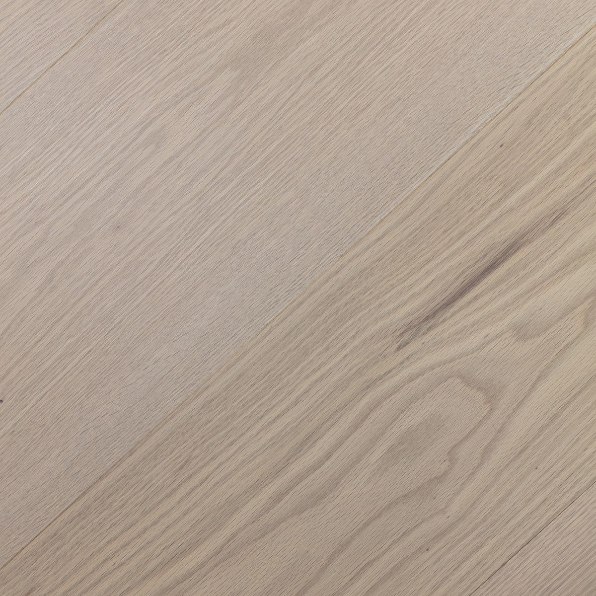 Silk Oak
