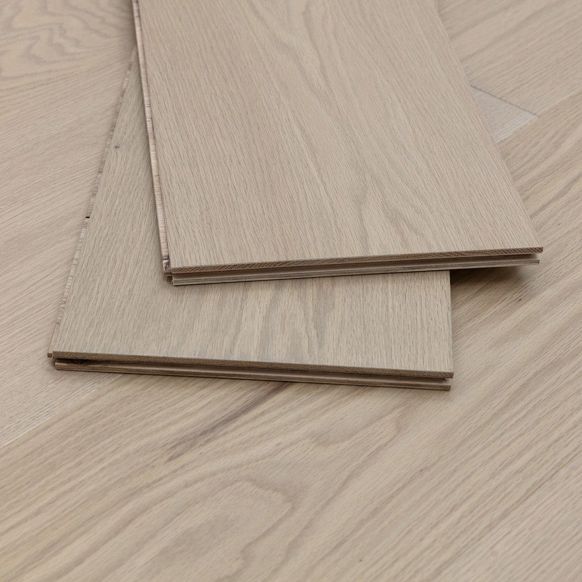 Silk Oak