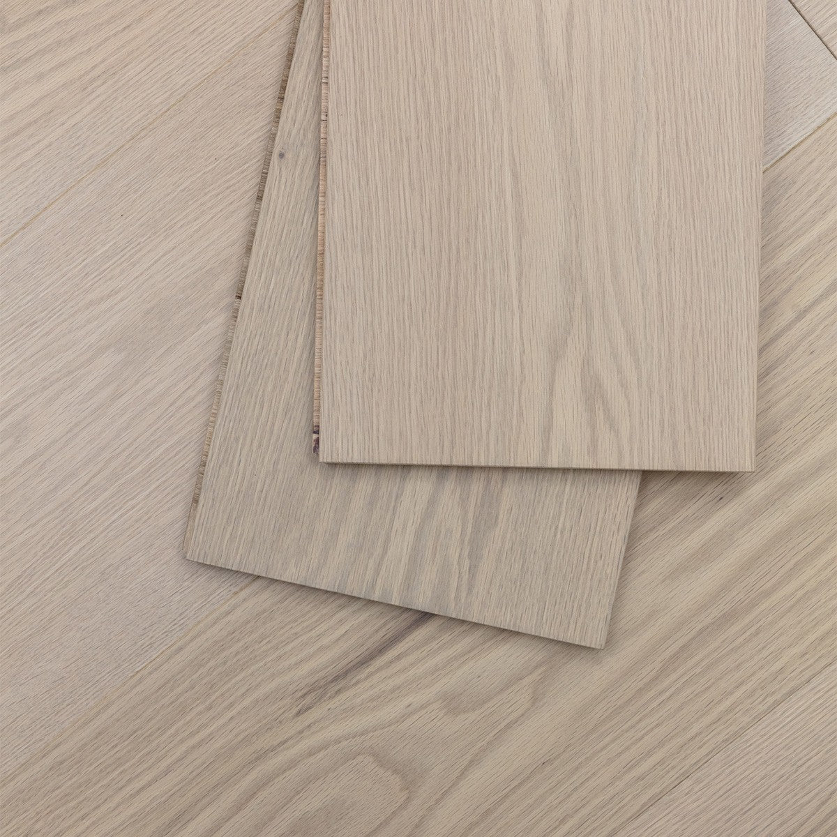 Silk Oak