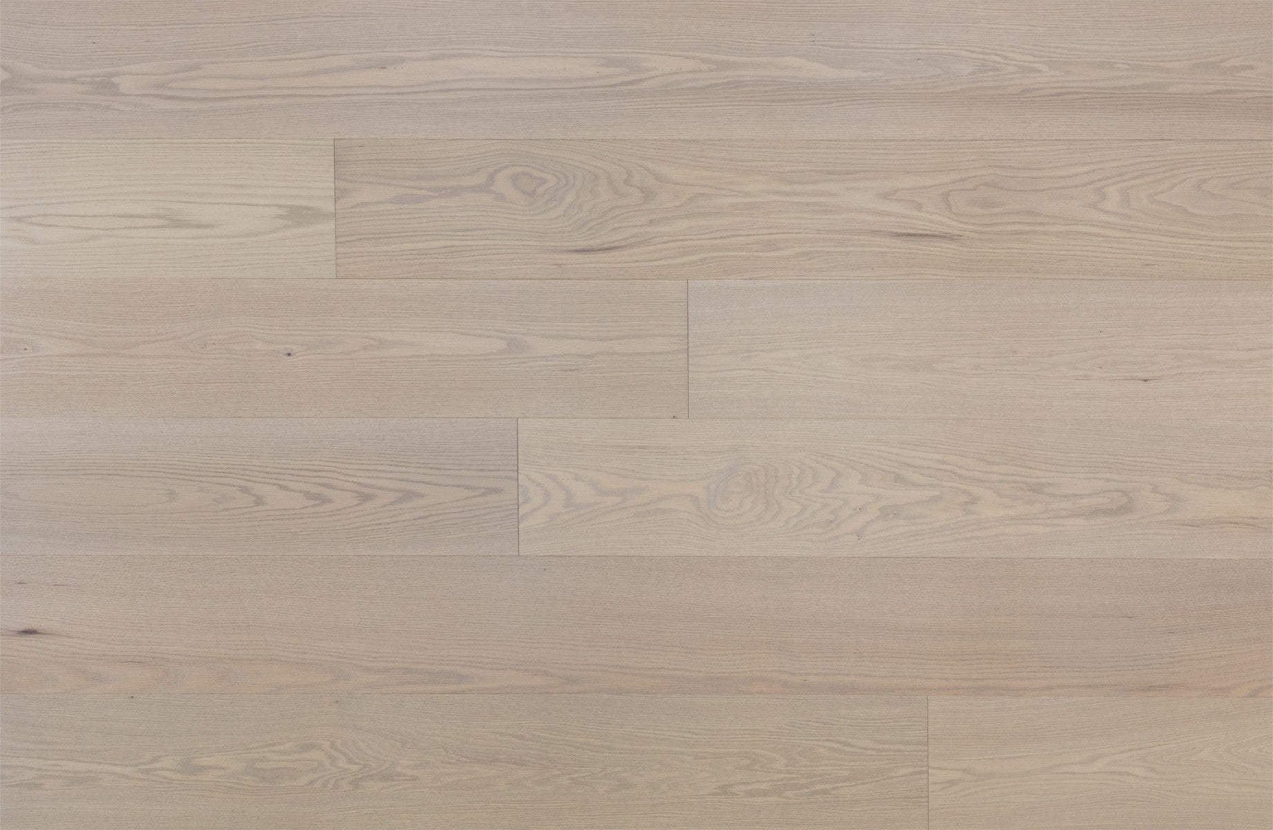 Silk Oak